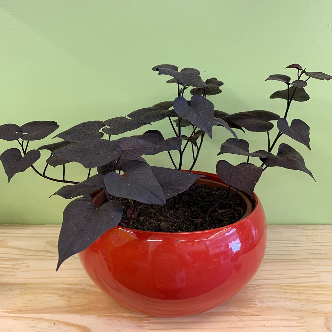Keep Your Sweet Potato Vine Alive Light, Water & Care Instructions
