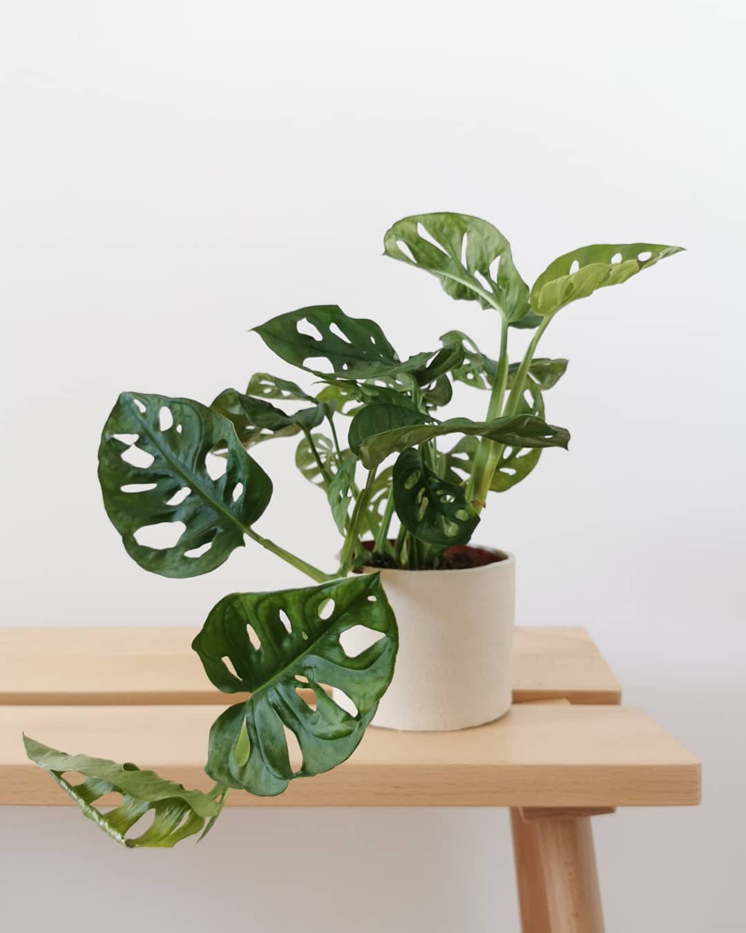 Swiss Cheese Vine Care 101 Water, Light & Growing Tips