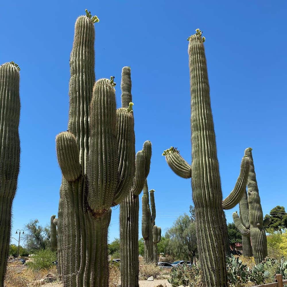 Photo of the plant species Giant Cactus on Greg, the plant care app