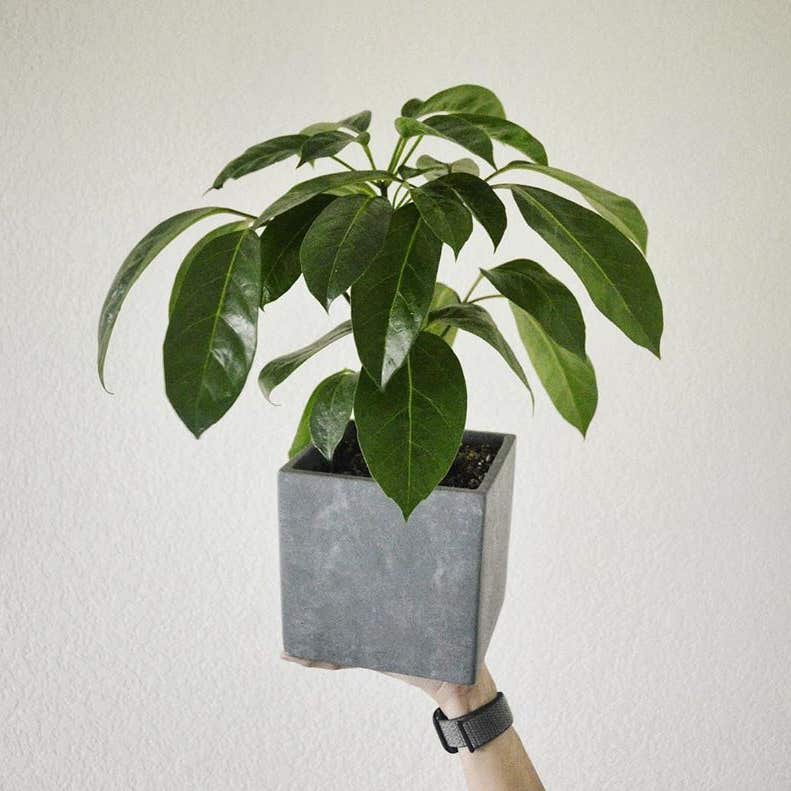 Photo of the plant species Umbrella Tree on Greg, the plant care app