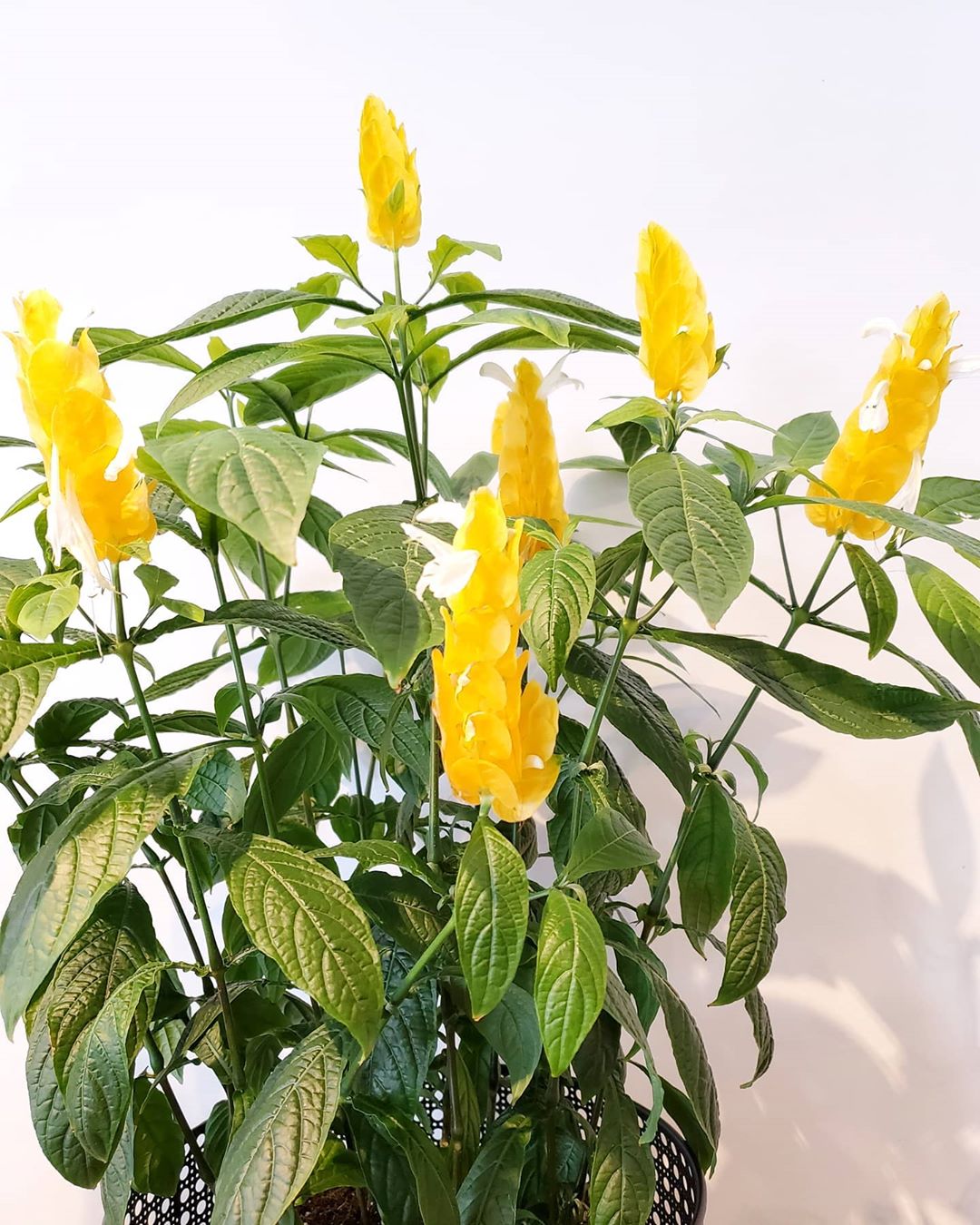 Shrimp Plant Care 101 Water, Light & Growing Tips