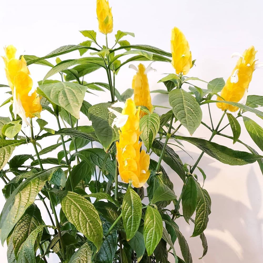 Photo of the plant species Shrimp Plant on Greg, the plant care app