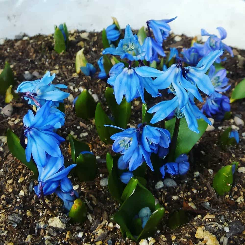 Photo of the plant species Scilla Siberica on Greg, the plant care app
