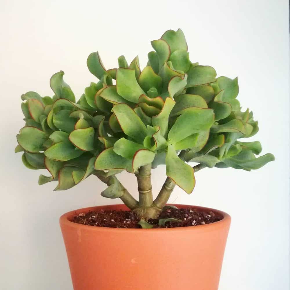 Photo of the plant species Silver Jade Plant on Greg, the plant care app