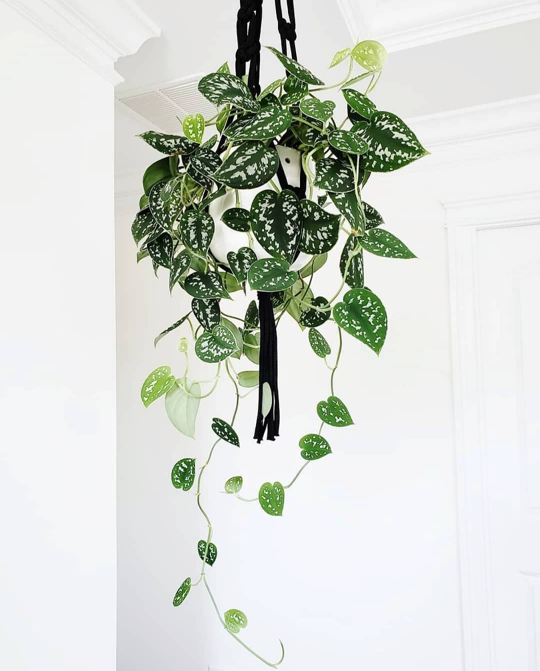 Silver Satin Pothos Plant Care Water, Light, Nutrients Greg App 🌱