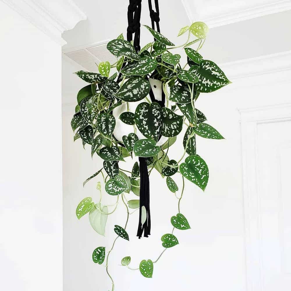Photo of the plant species Silver Satin Pothos on Greg, the plant care app