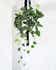 Calculate water needs of Silver Satin Pothos