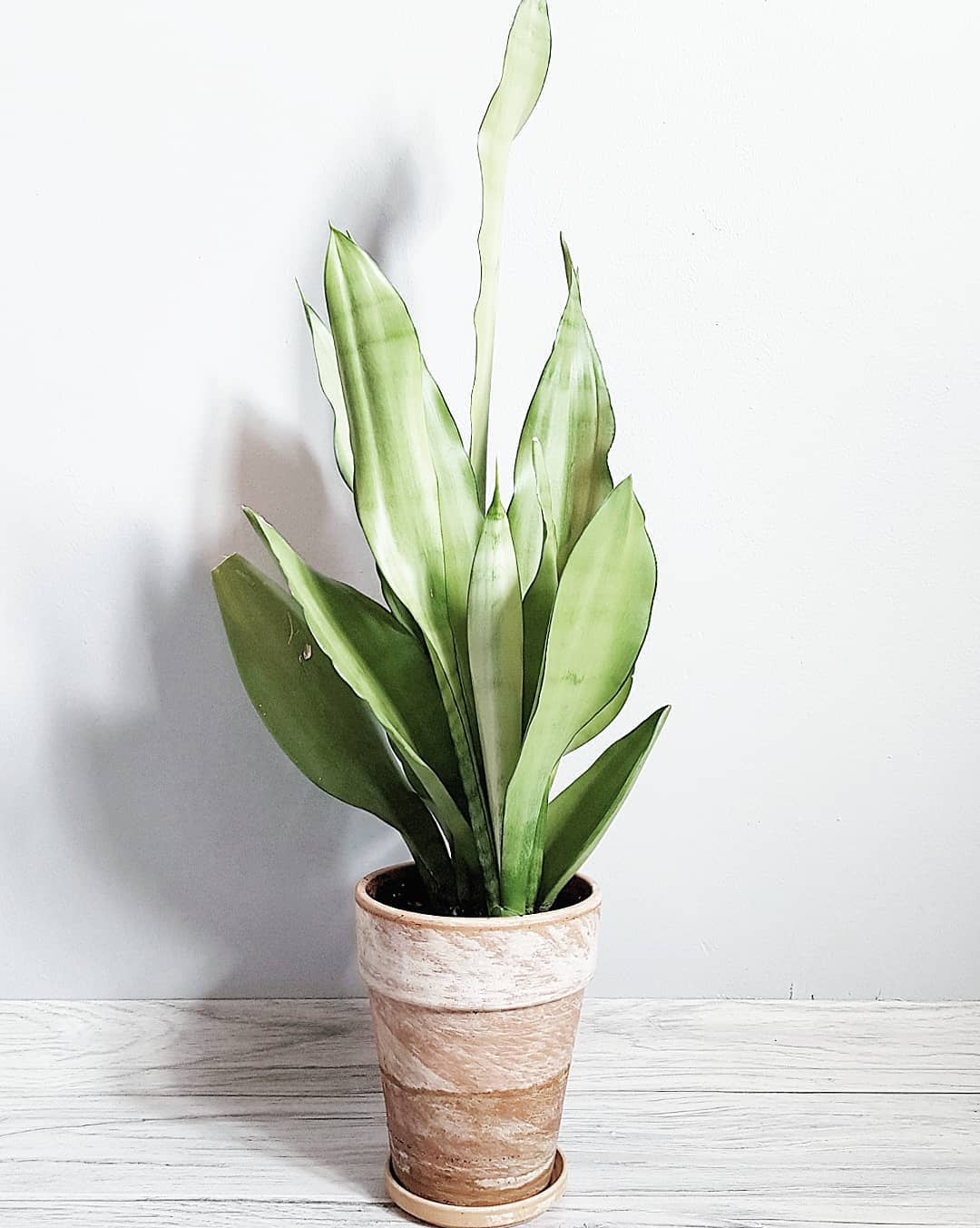 Silver Snake Plant Plant Care: Water, Light, Nutrients | Greg App 🌱