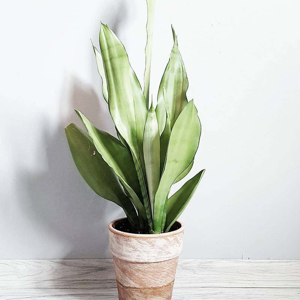 Photo of the plant species Silver Snake Plant on Greg, the plant care app