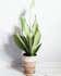 Calculate water needs of Silver Snake Plant