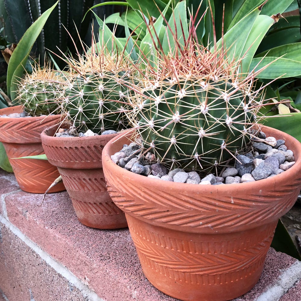 Photo of the plant species Simpson Hedgehog Cactus on Greg, the plant care app