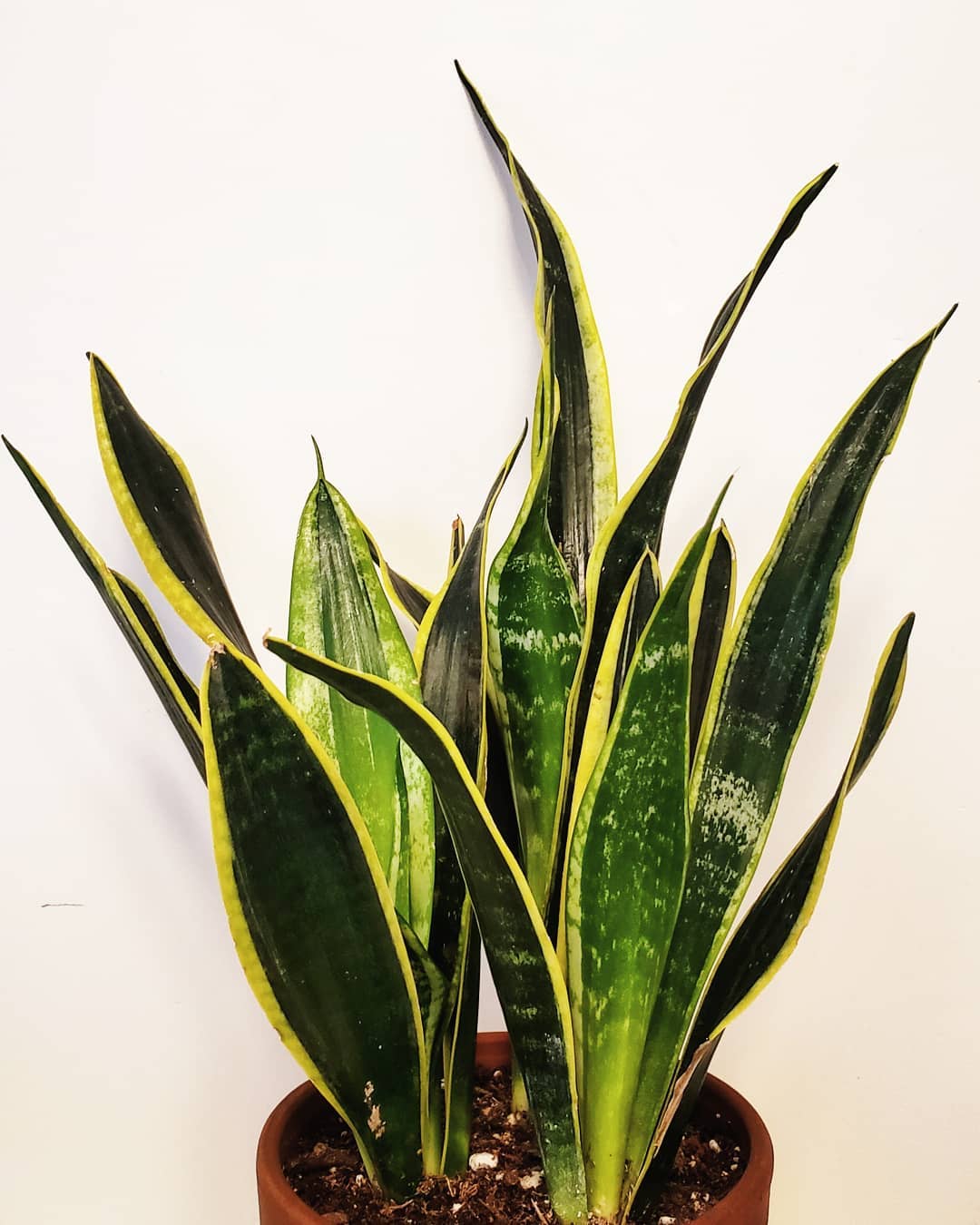 personalized snake plant care water light nutrients  greg app