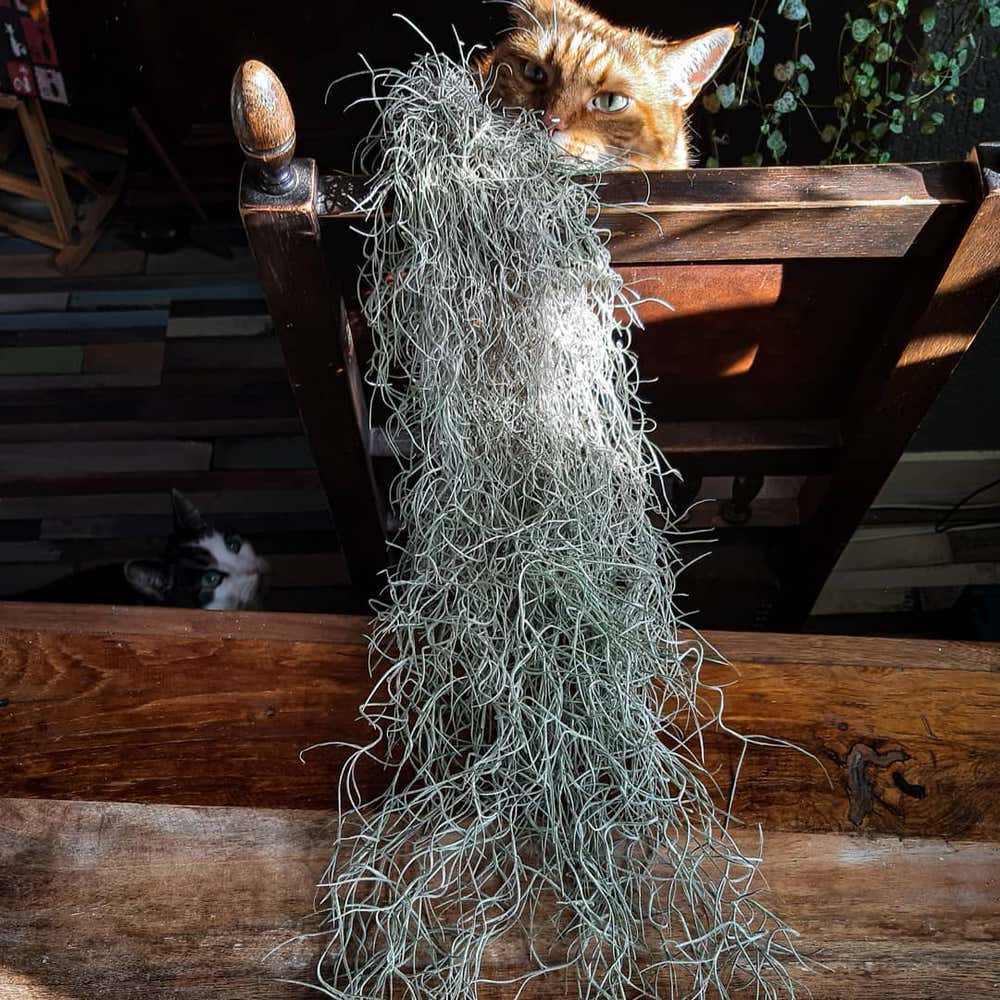 Photo of the plant species Tillandsia Usneoides on Greg, the plant care app