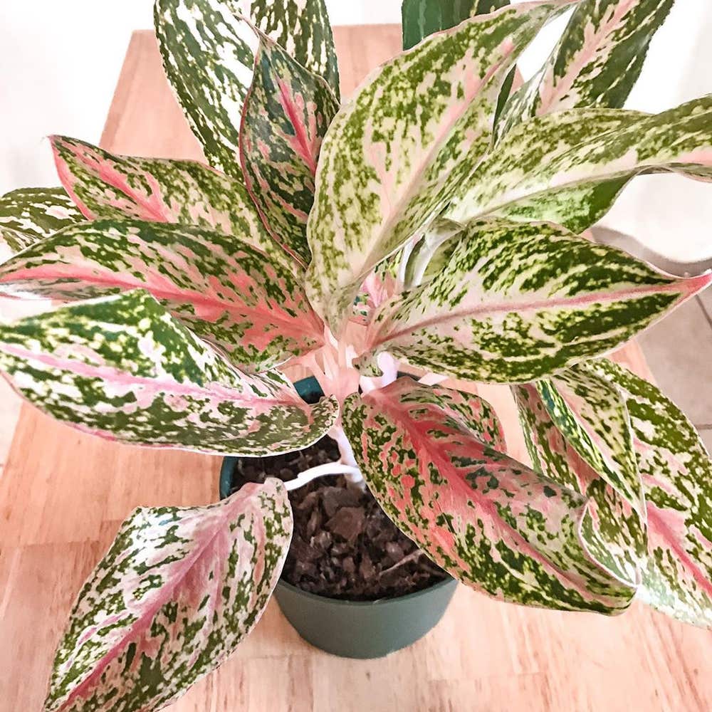 Photo of the plant species Aglaonema 'Sparkling Sarah' on Greg, the plant care app