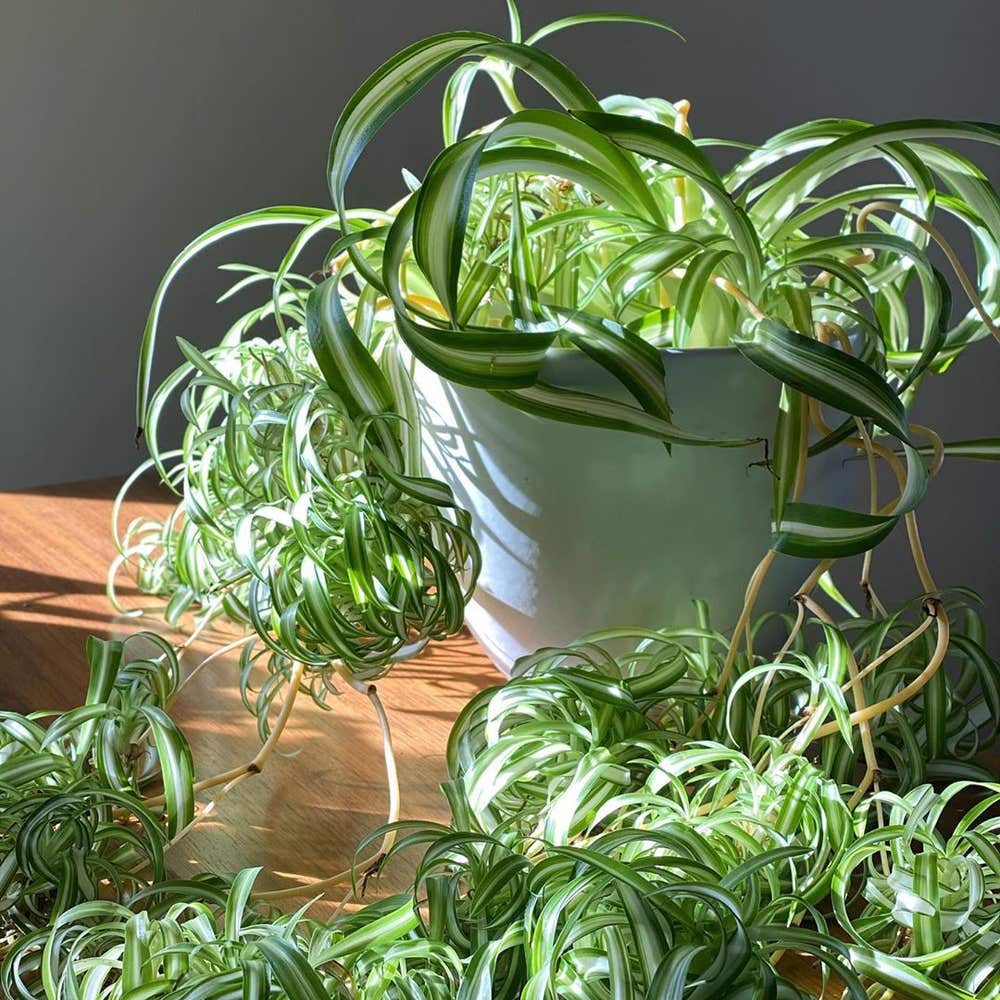 Photo of the plant species Spider Plant on Greg, the plant care app