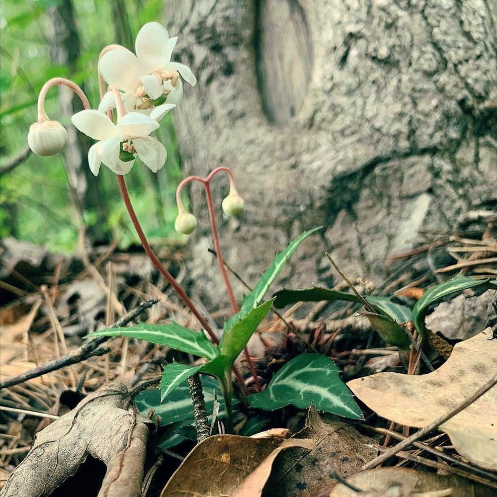 Photo of the plant species Pipsissewa on Greg, the plant care app