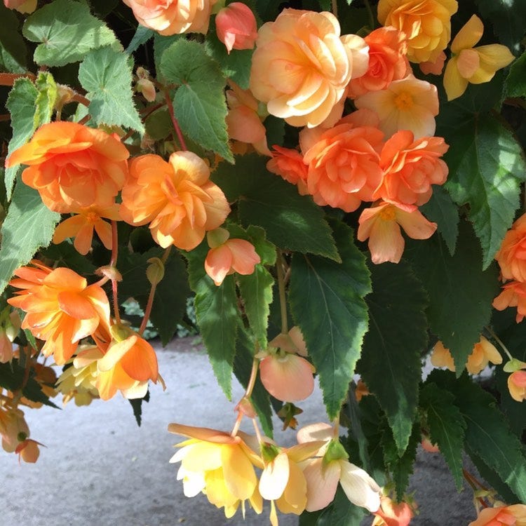 Photo of the plant species Tuberous Begonia on Greg, the plant care app