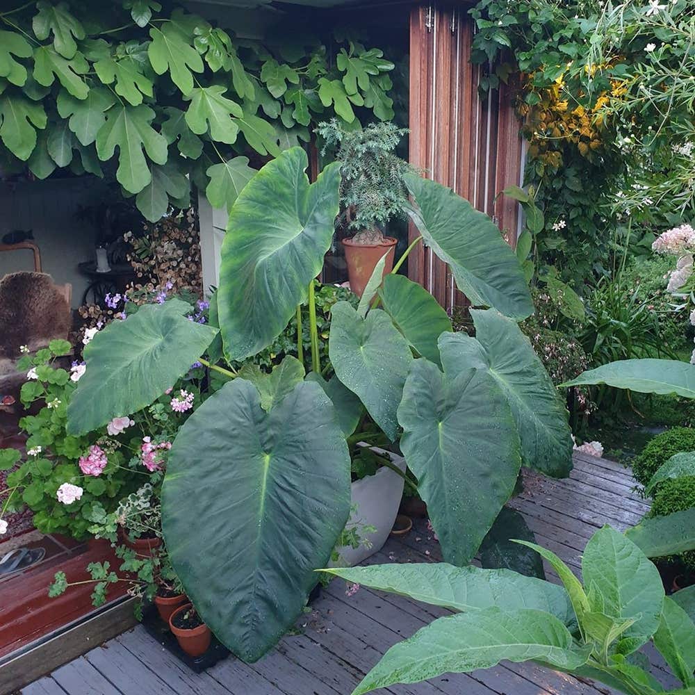 Photo of the plant species Black Magic Elephant Ear on Greg, the plant care app