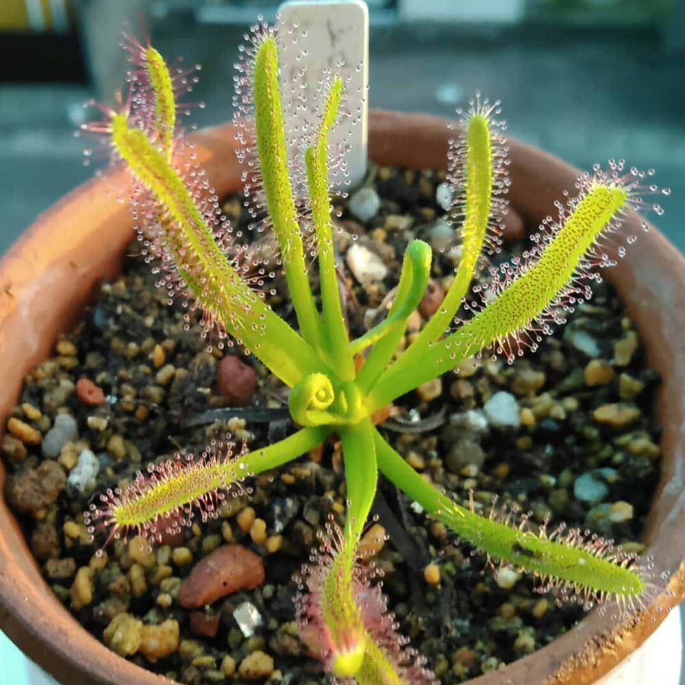 Photo of the plant species Filiformis on Greg, the plant care app