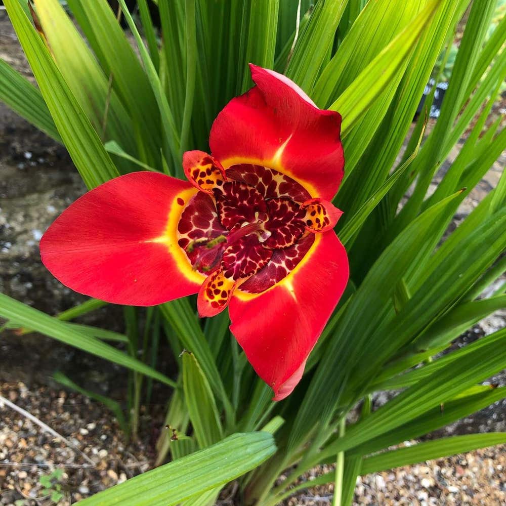 Photo of the plant species Peacock Flower on Greg, the plant care app
