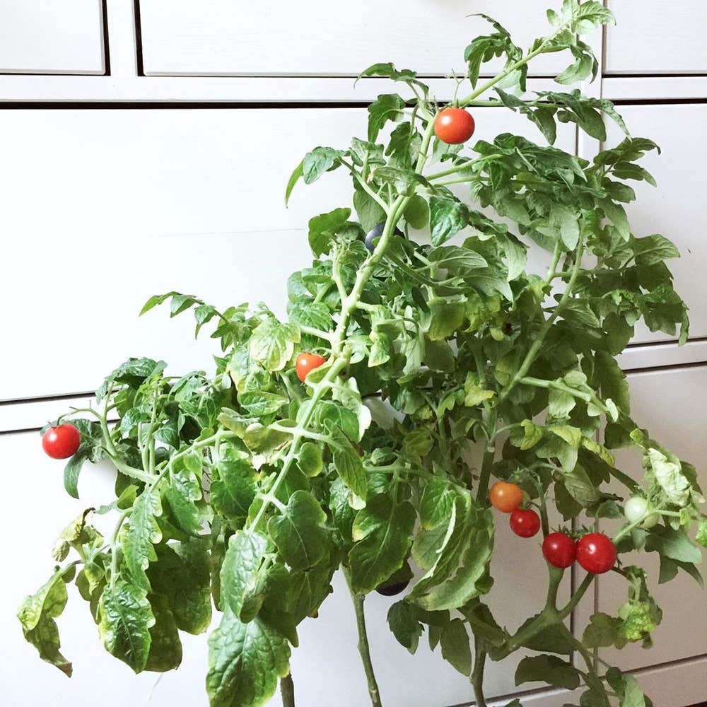 Photo of the plant species Tomato Plant on Greg, the plant care app