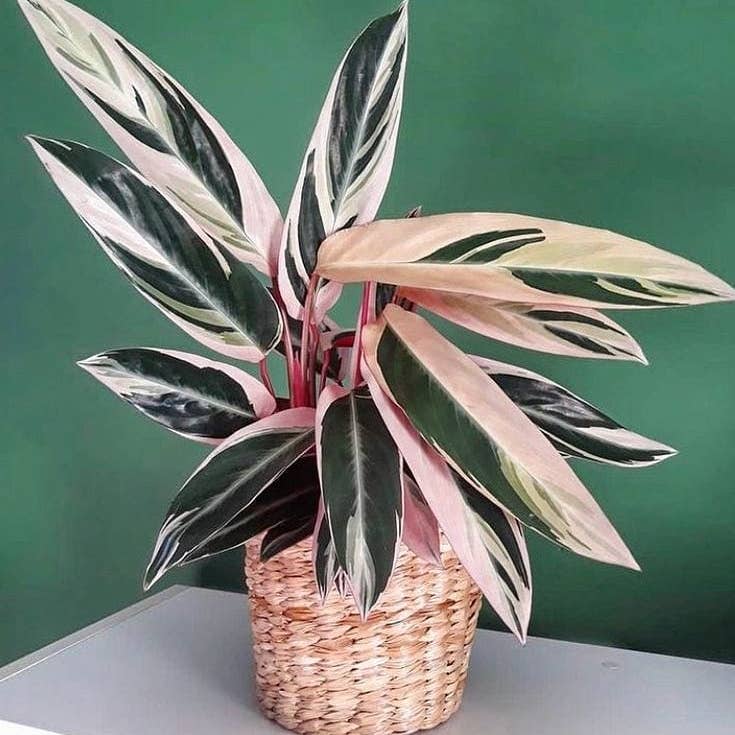 Photo of the plant species Triostar Stromanthe on Greg, the plant care app