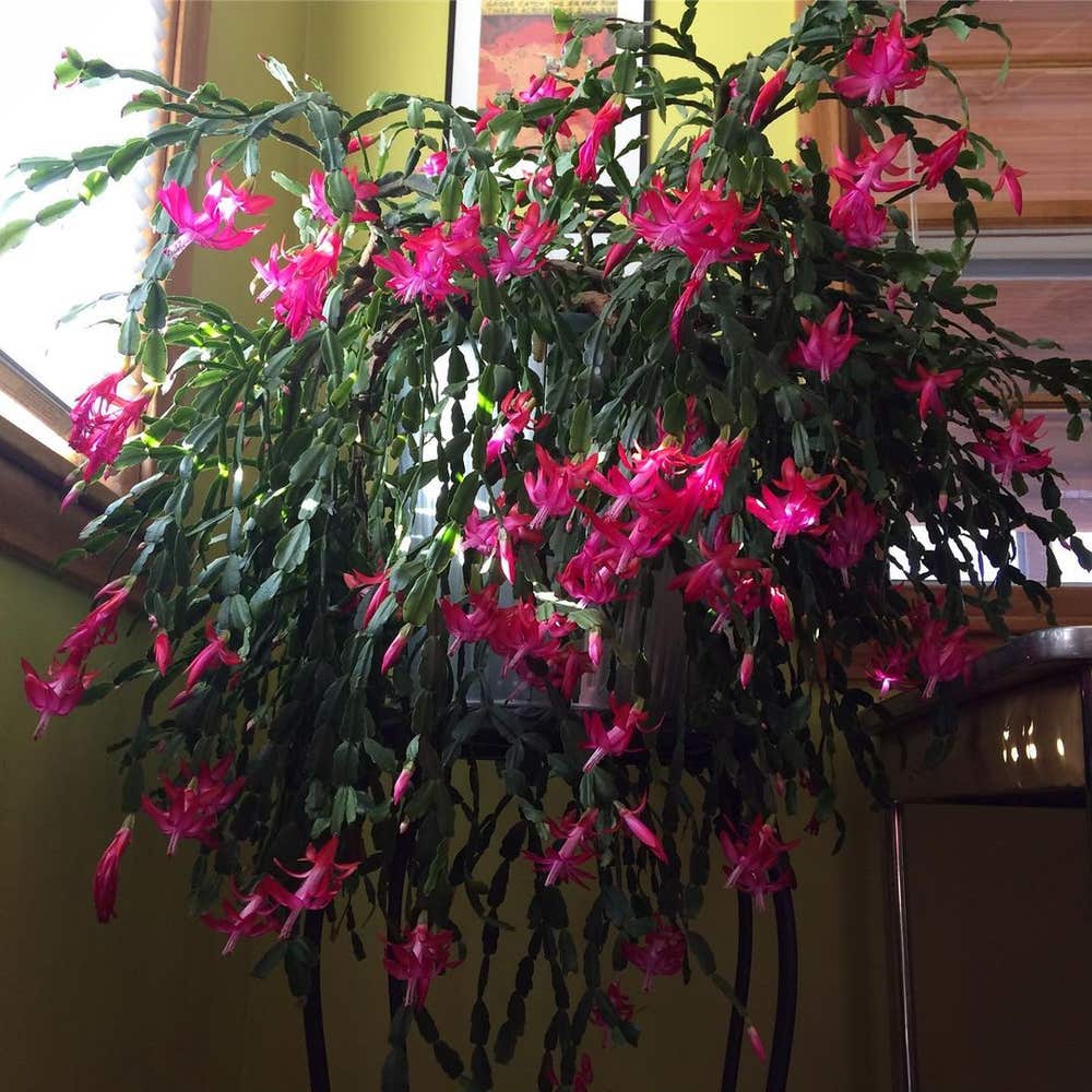Photo of the plant species Schlumbergera X Buckleyi on Greg, the plant care app