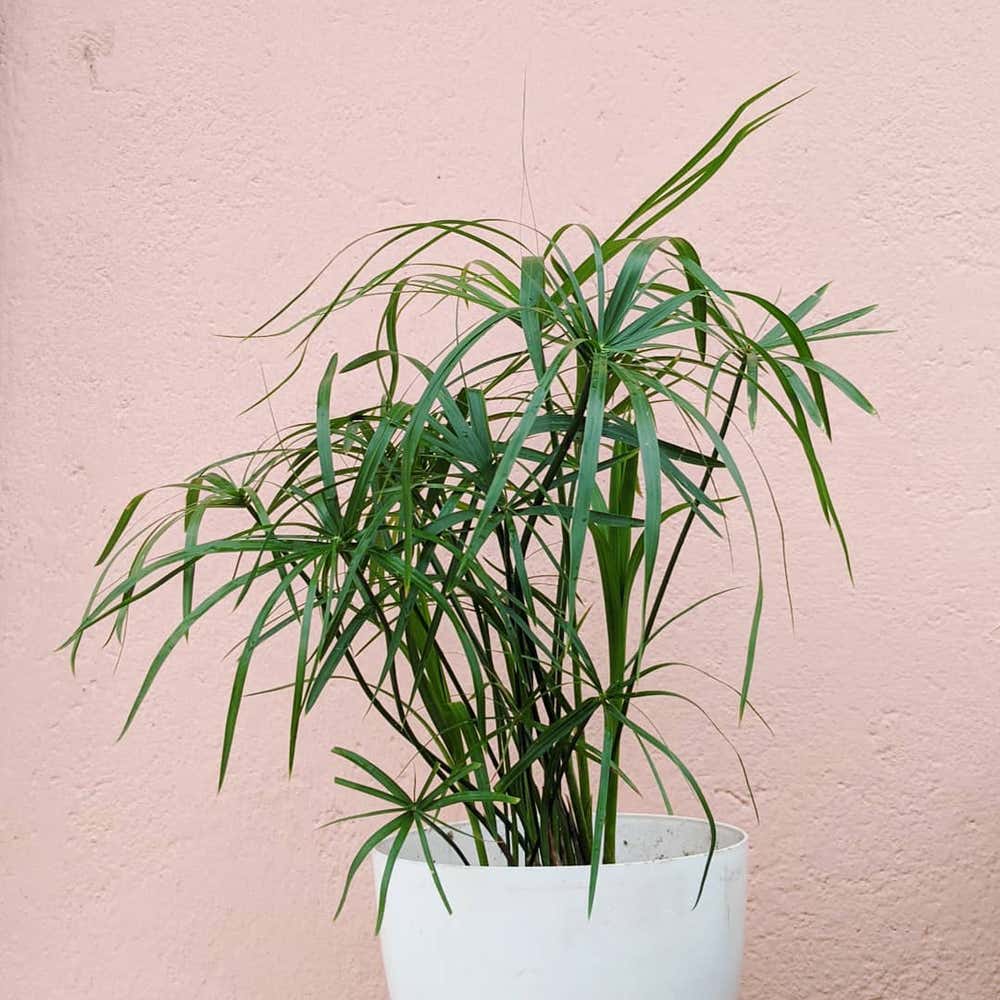 Photo of the plant species Cyperus Alternifolius on Greg, the plant care app