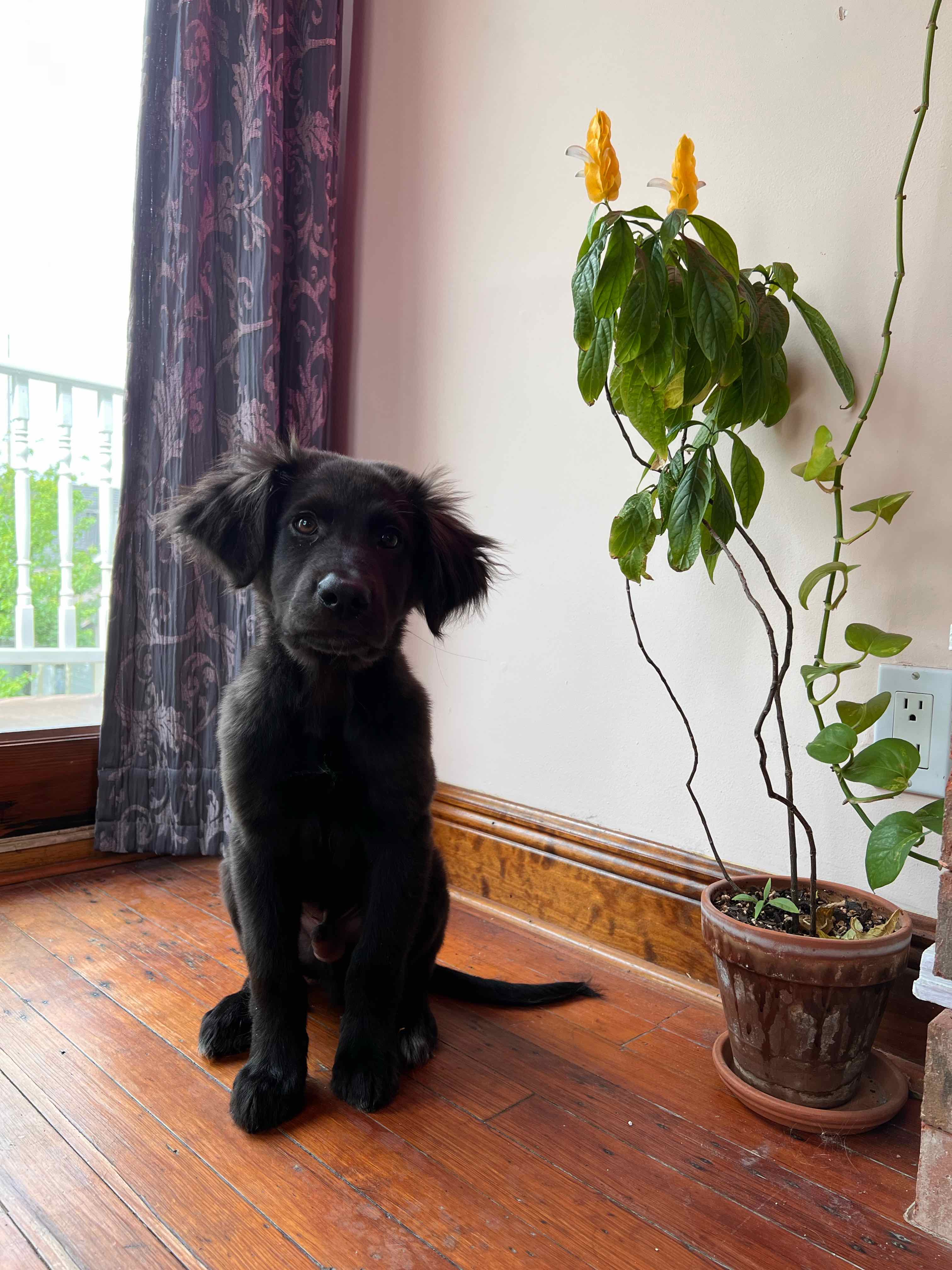 Shrimp Plant in a pot indoors with some yellowing leaves and flowers. A dog is also present.