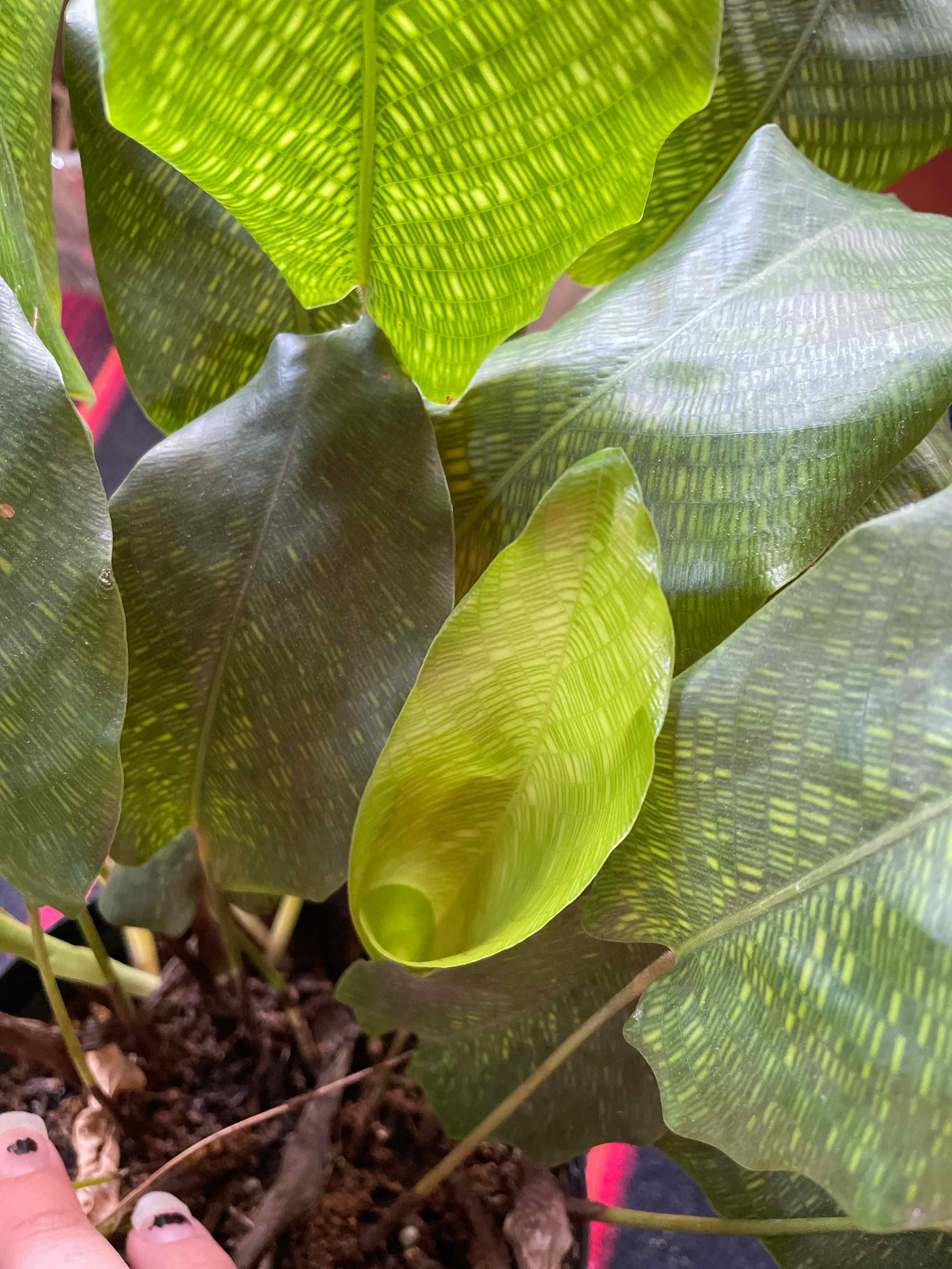 Calathea Musaica plant with vibrant green leaves and visible soil. A hand is present in the bottom left corner.