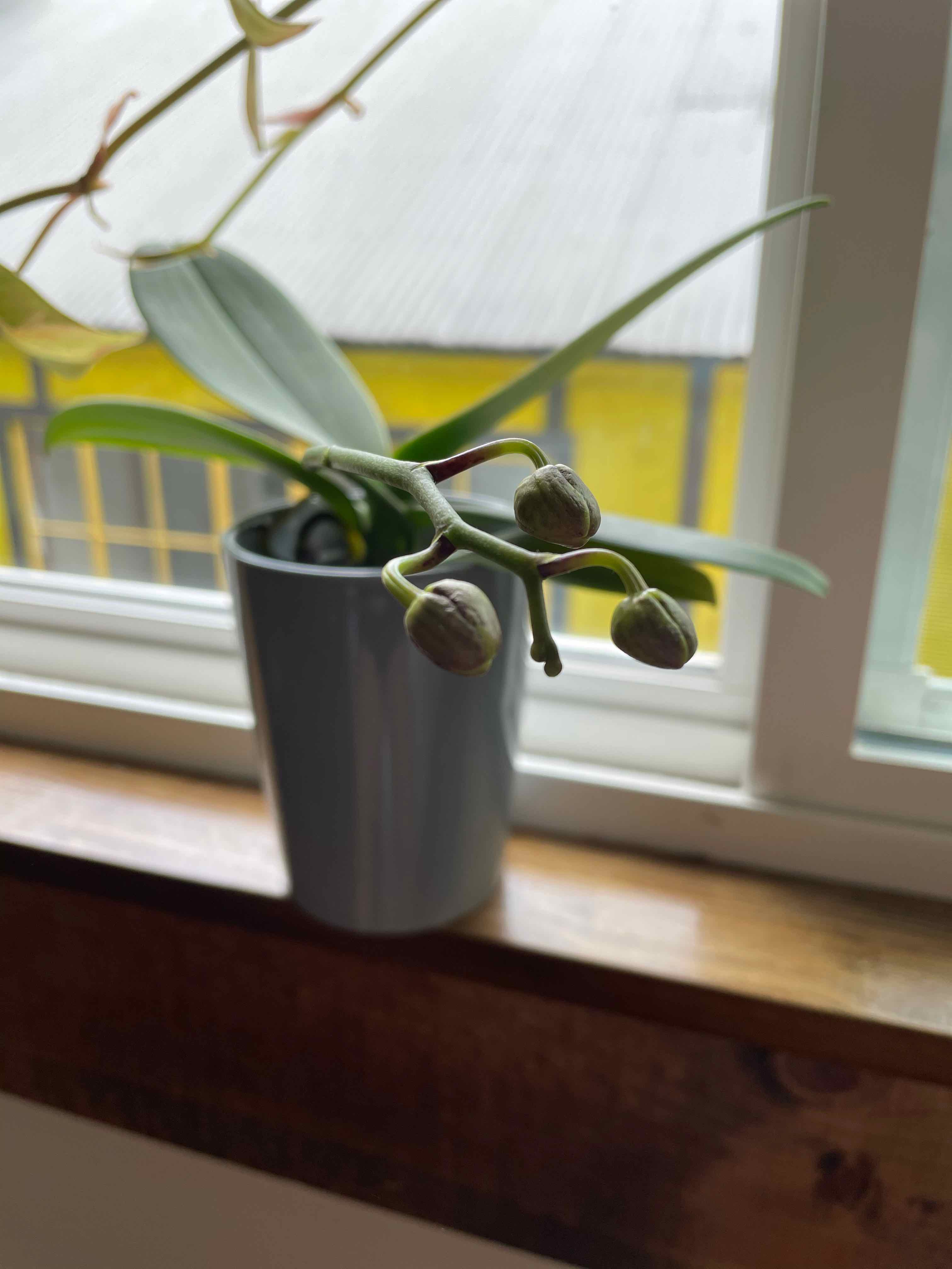 Phalaenopsis Orchid in a pot on a windowsill with developing buds.