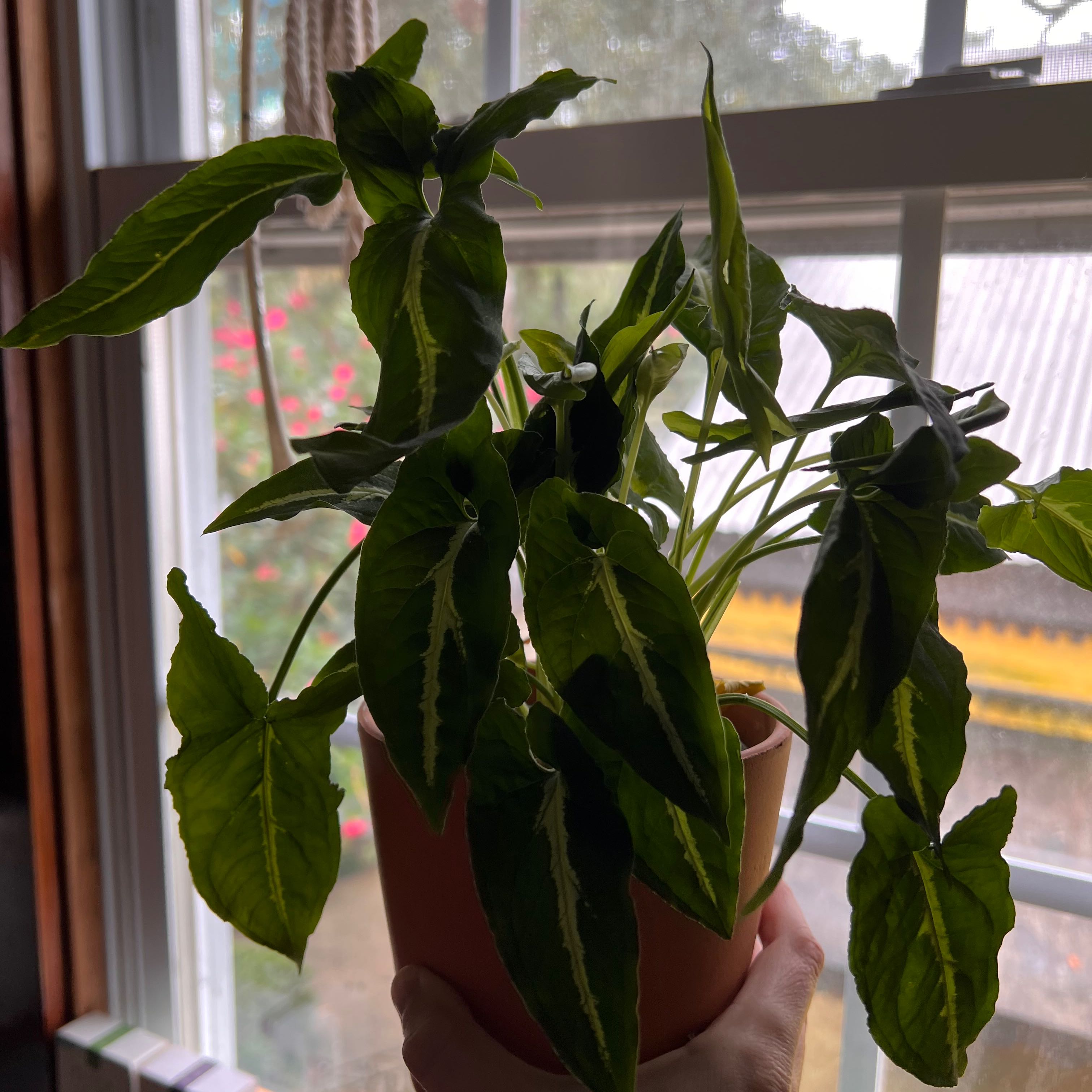 Syngonium wendlandii plant in a pot held near a window, with healthy green leaves.