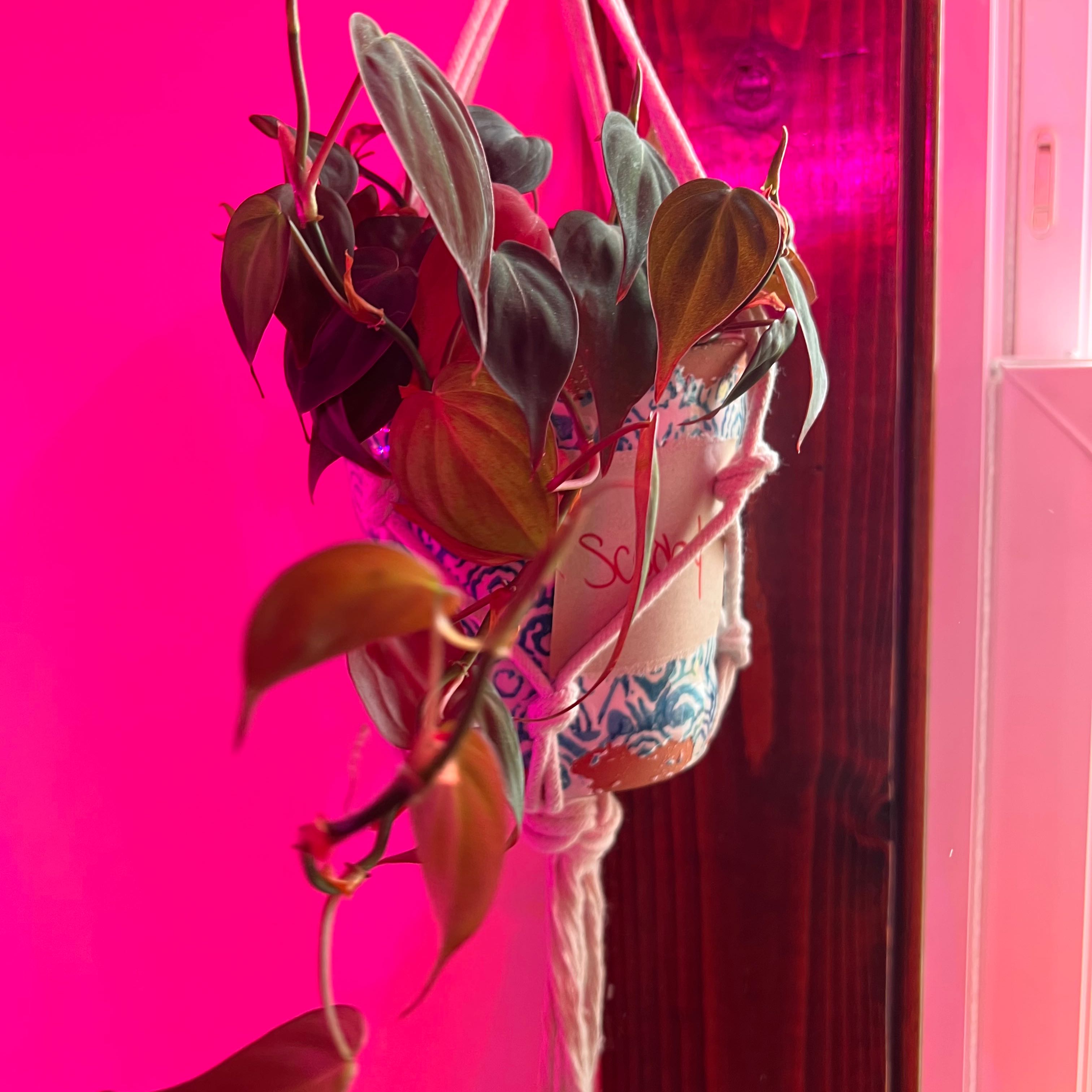 Healthy, thriving heartleaf philodendron in a hanging basket with glossy green heart-shaped leaves and trailing vines.