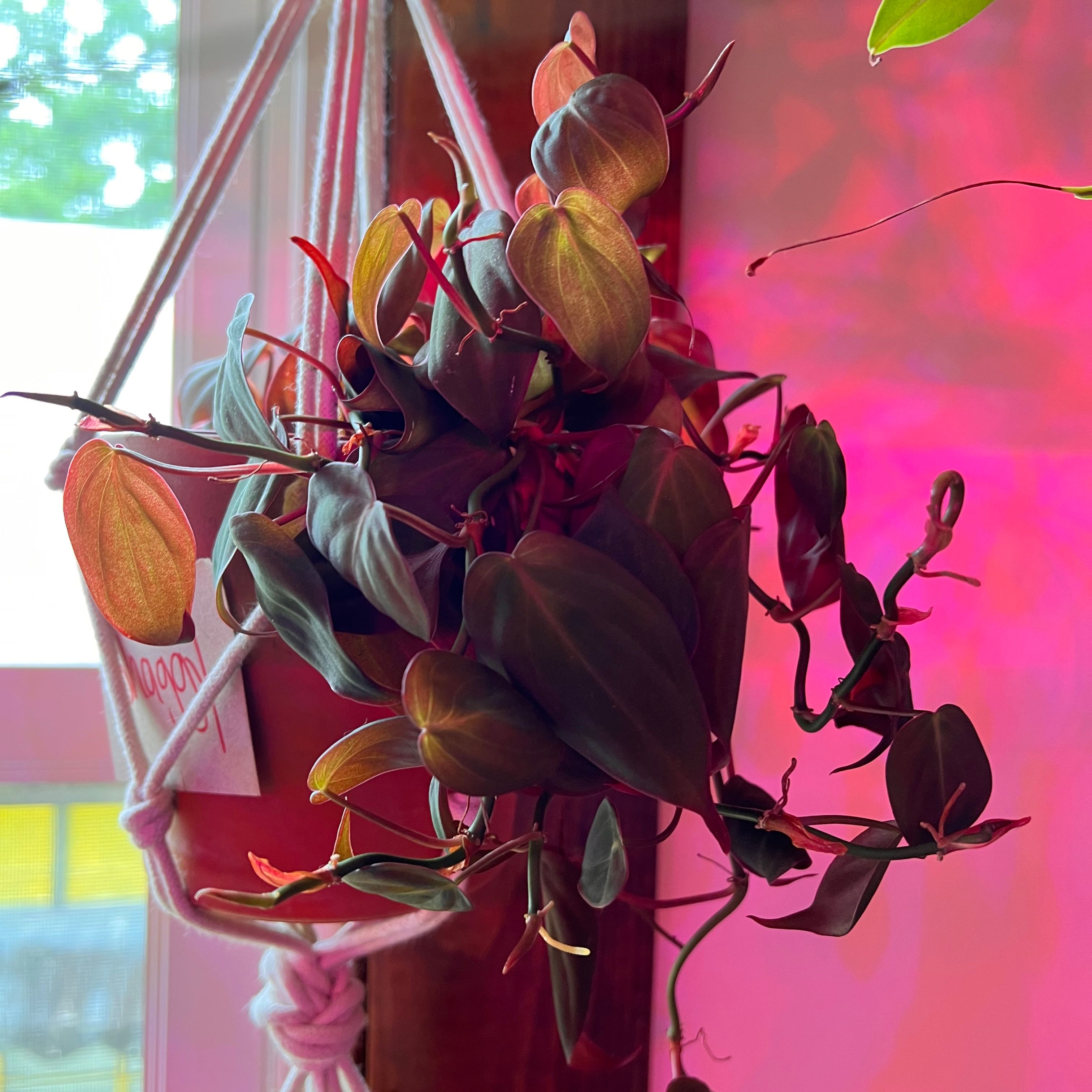 Healthy, vibrant Heartleaf Philodendron with shiny, dark green heart-shaped leaves trailing from a hanging basket against a colorful background.