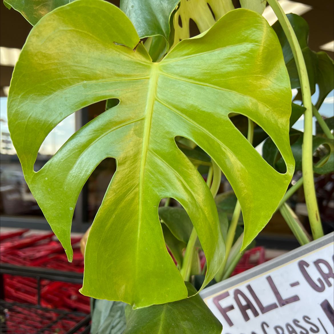 Close-up of a healthy, vibrant green Monstera deliciosa leaf with characteristic perforations and lobes.