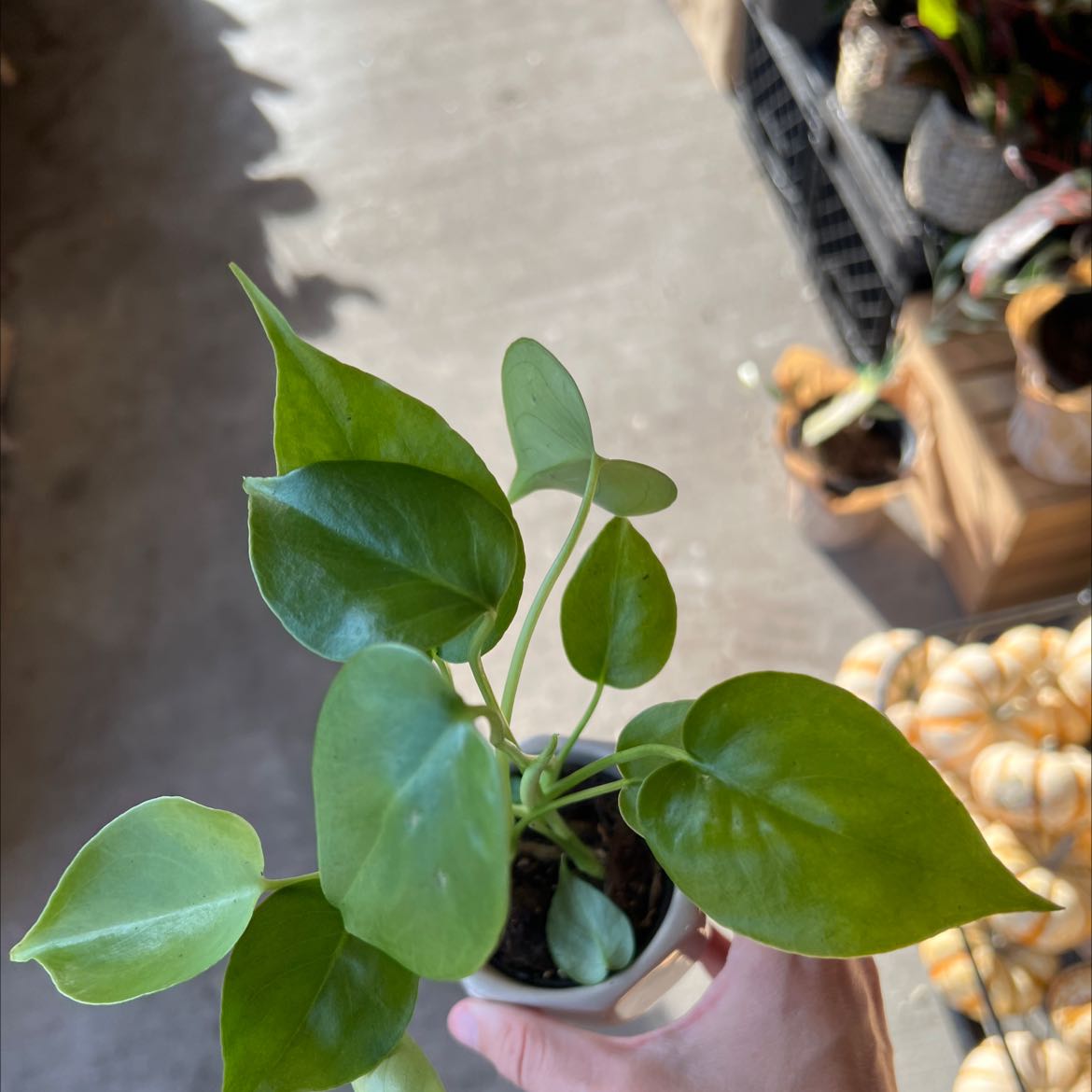 Best Soil Mix for Golden Pothos 🪴