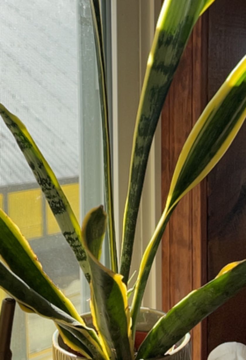 How To Cure 🐍 Snake Plant Root Rot