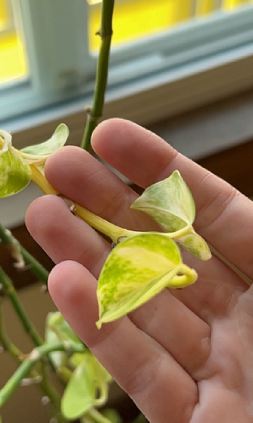 Close-up of a Golden Pothos plant with yellowing leaves held by a hand.
