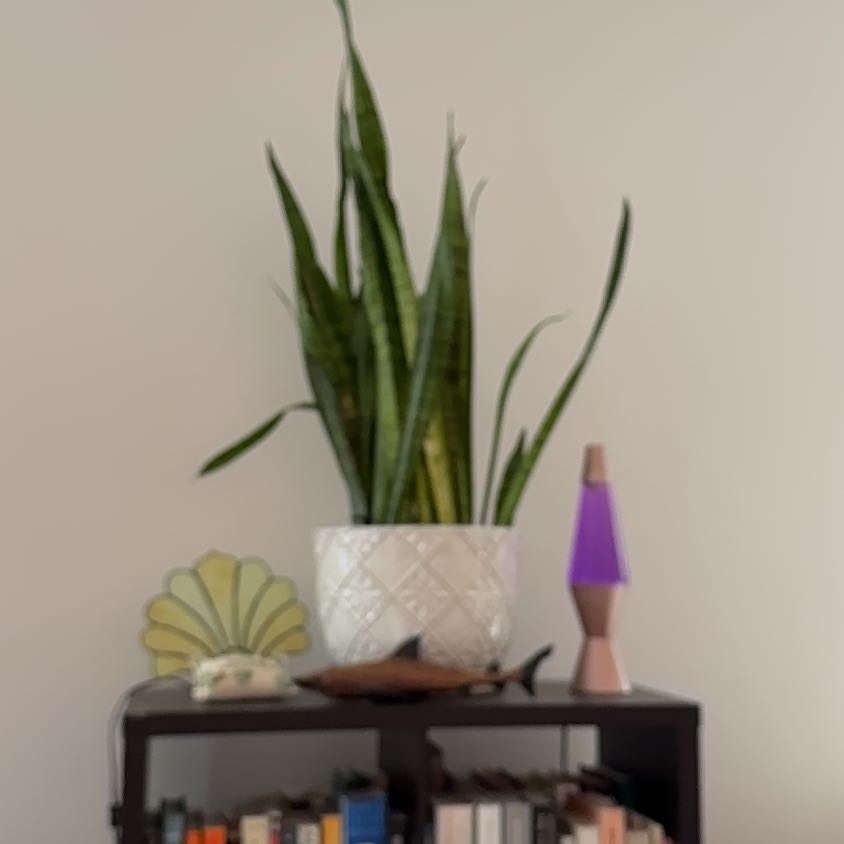 Photo of the plant species Canadian Fleabane by @Kiersten named Clooney on Greg, the plant care app