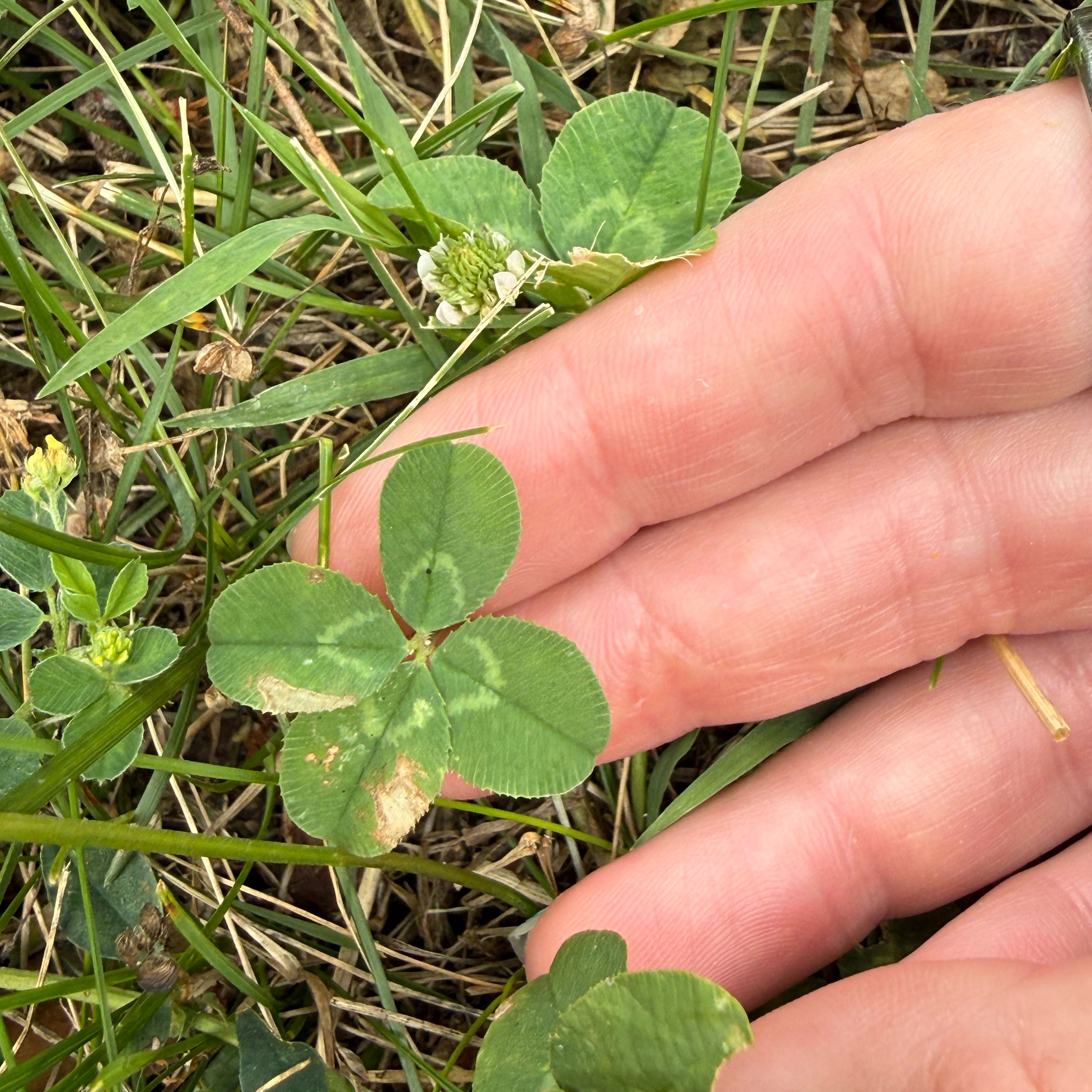 Photo of the plant species White Clover by @Kiersten named Huckleberry Fern on Greg, the plant care app