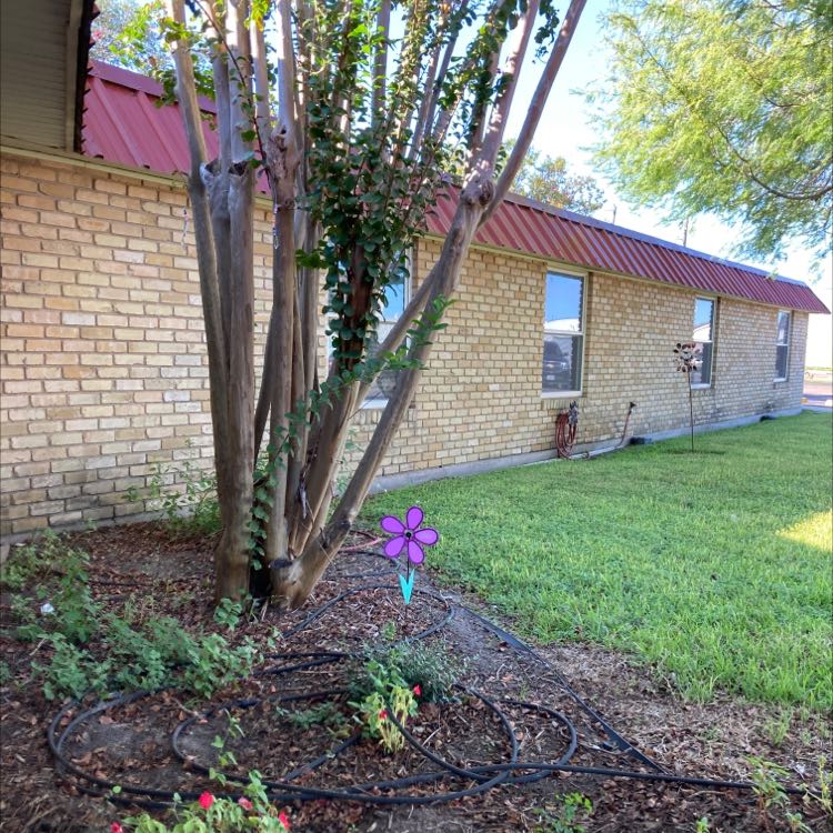 Several mature crepe myrtle trees with gray trunks, green leaves and purple flowers planted along the side of a brick house.