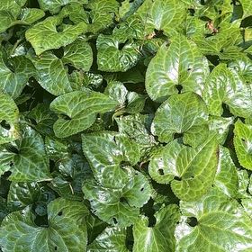 Photo of the plant species Hartweg's Wild Ginger by Kelley named Ronaldo on Greg, the plant care app