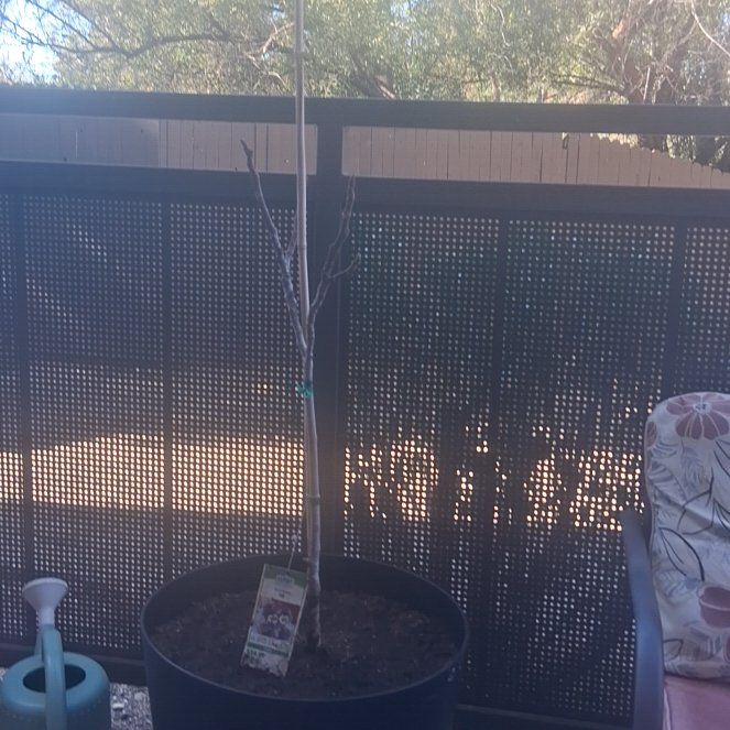 Photo of the plant species Black Mission Fig by @SilkyRutabaga77 named Hemingway on Greg, the plant care app