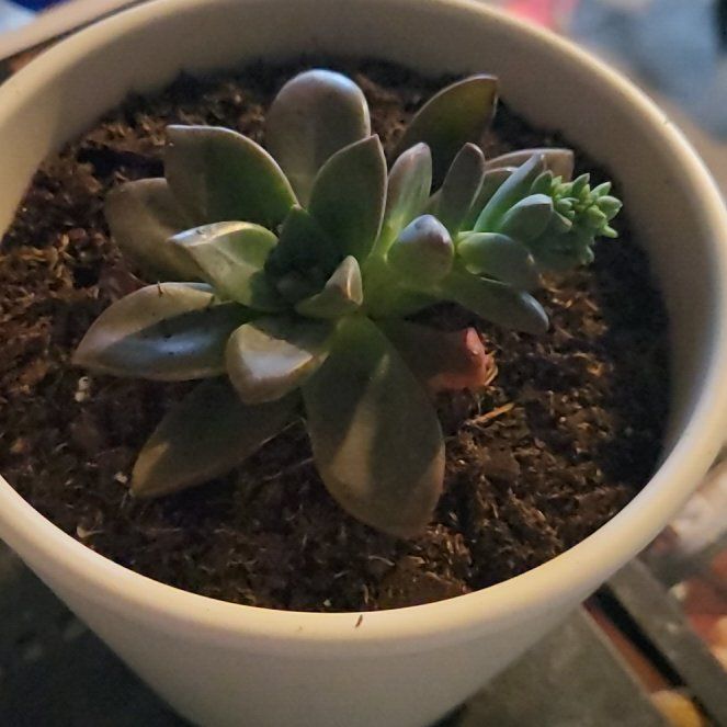 Photo of the plant species Echeveria 'Red Licorice' by @HolyTricolor95 named Sproutacus on Greg, the plant care app