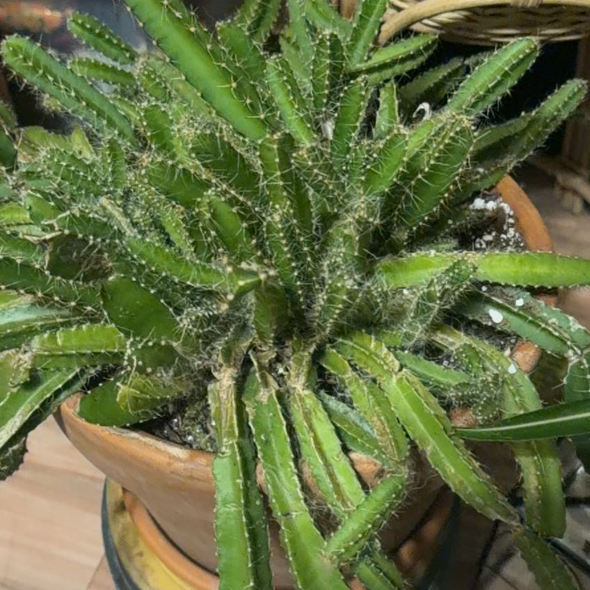 Photo of the plant species Dragon Fruit by @HeartyCrabapple named Dragon Fruit on Greg, the plant care app