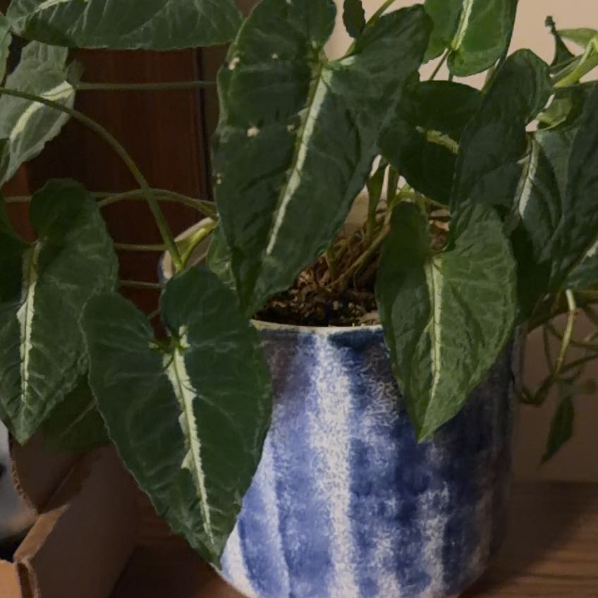 Photo of the plant species Syngonium Rayii by @HeartyCrabapple named Orlando Bloom on Greg, the plant care app
