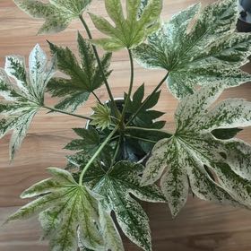 Photo of the plant species Fatsia Japonica Spider Web by @HeartyCrabapple named Fatsia Japonica Spider Web on Greg, the plant care app