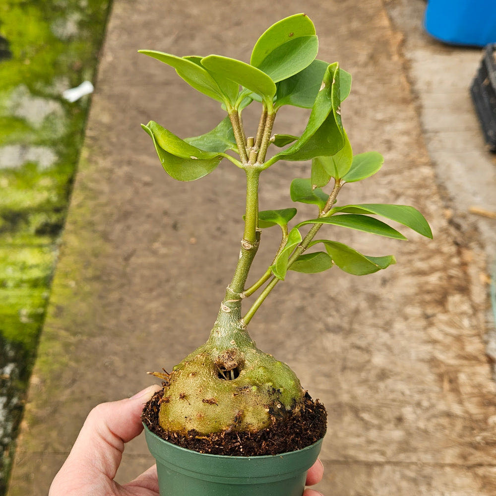 Photo of the plant species Ant plant by @HeartyCrabapple named Ant Plant on Greg, the plant care app