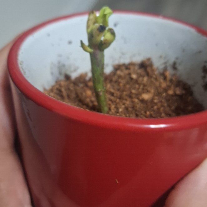 Photo of the plant species Wurtz Avocado by @ZealTigerfern51 named Lola on Greg, the plant care app