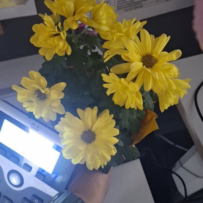 Photo of the plant species Chrysanthemum by @ZealTigerfern51 named Dandelion  one inch of water once a week on Greg, the plant care app